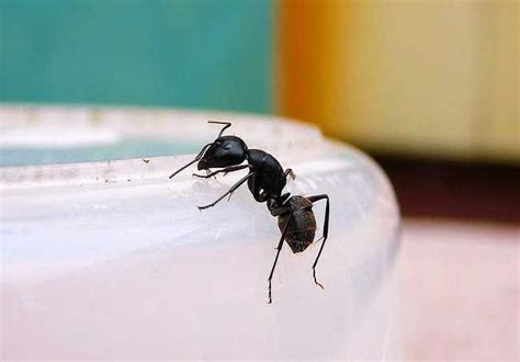 放水管 房間牆壁有螞蟻